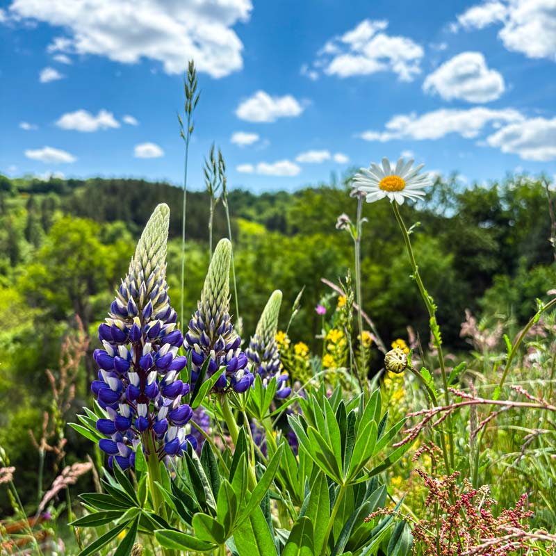Blumenwiese mit bunten Wildblumen auf einer grünen Wiese.
